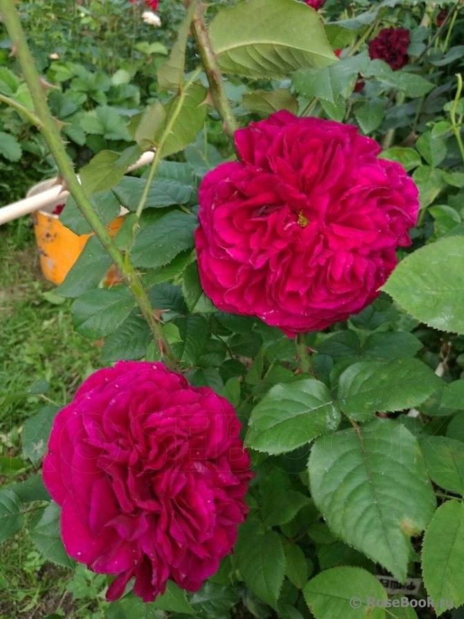 Английский сорт розы фишерман френд: описание полуплетистого куста, как ухаживать
