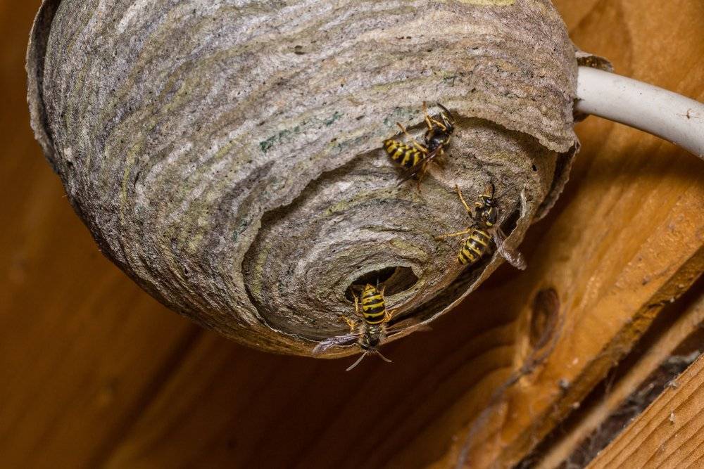 Как можно избавиться от ос в деревянном доме, если гнездо недоступно, как вывести