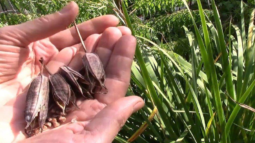 Выращивание ирисов из семян в домашних условиях: когда собирать семена, как посадить и вырастить