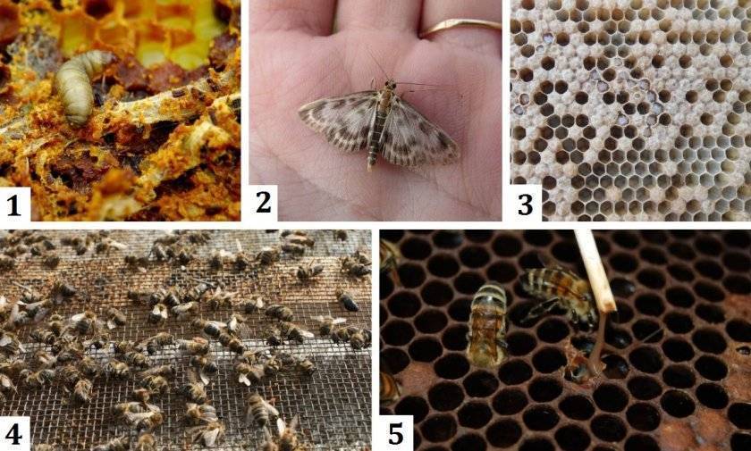 Муравьиная кислота для пчел: инструкция, правила обработки