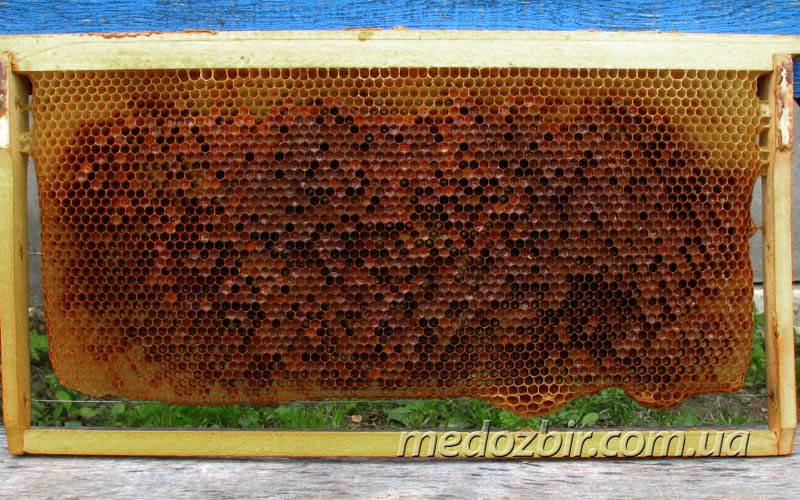 ✅ о плотности меда: таблица, удельный вес пчелиного продукта, сколько кг в банке