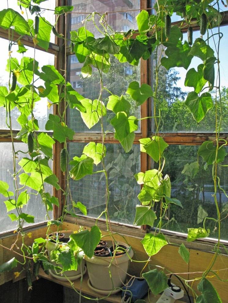 Комнатные огурцы: технология выращивания на подоконнике в домашних условиях, как вырастить большой урожай в квартире, чем подкармливать