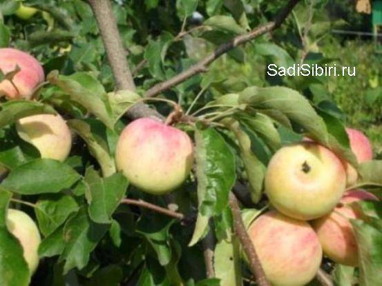 О яблоне юнга: описание сорта, характеристики, агротехника, выращивание