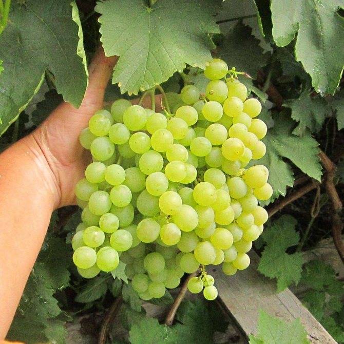 Как посадить виноград: когда сажать, куда сажать и как + метод ростислава шаова