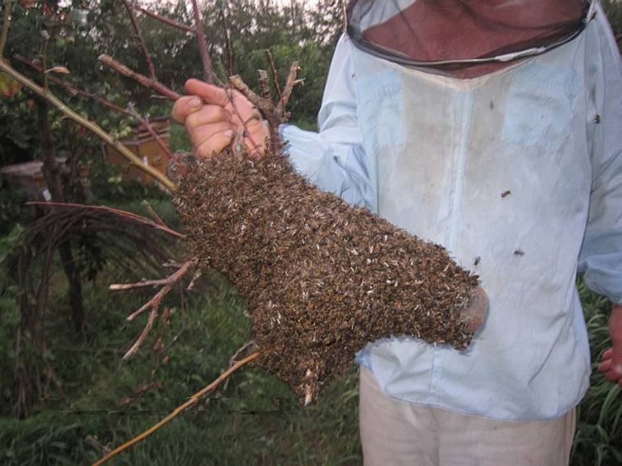 Как предотвратить роение пчел: плюсы и минусы способов