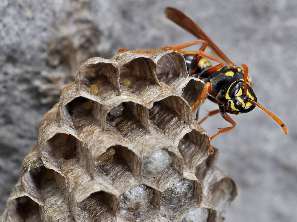 ✅ об осином меде: делают ли осы мед, как собирают и производят осиный мед
