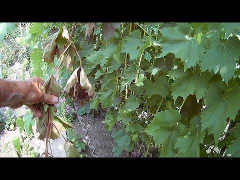 Формирование куста винограда для большого урожая