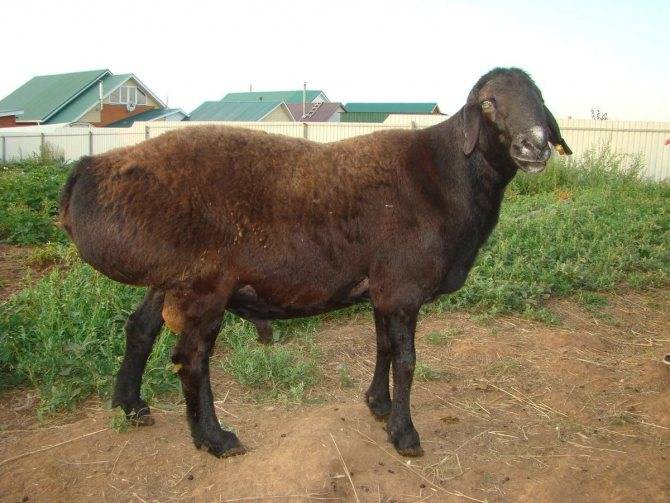 ᐉ гиссарская порода овец: описание и характеристика - zooon.ru