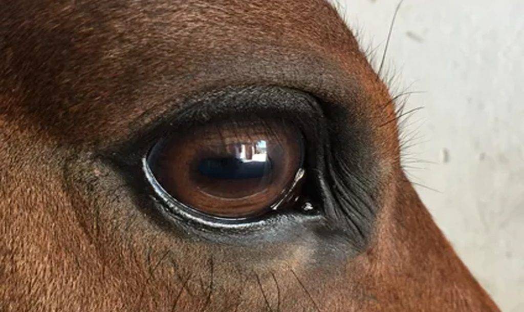 Лошадиное зрение - equine vision - abcdef.wiki
