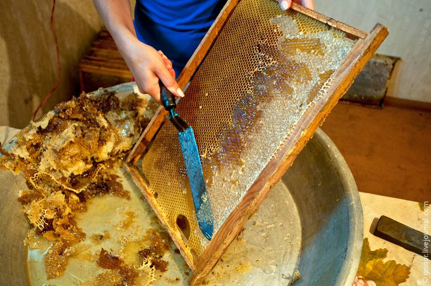 Это правильные пчелы – они варят правильный мёд! рецепт медовухи.