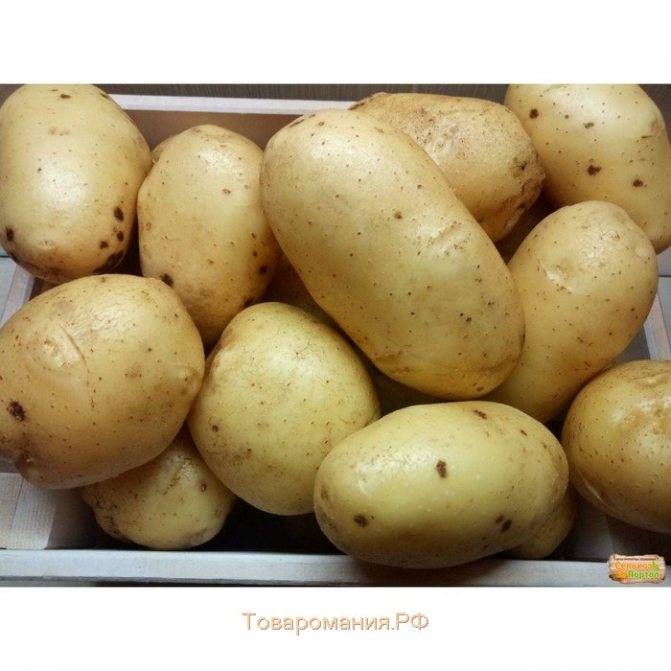 Картофель ажур: описание сорта, фото, отзывы