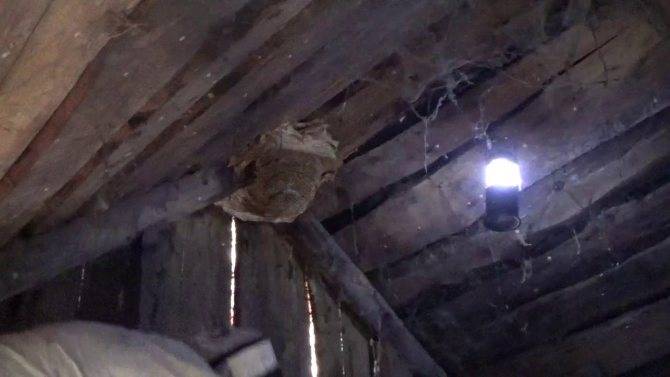 Как вывести осиное гнездо на даче под крышей – способы