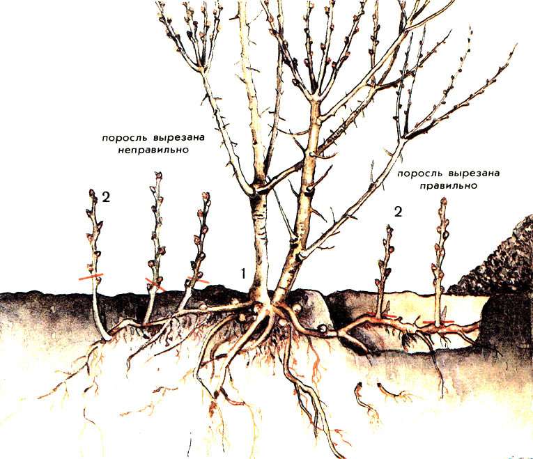 Размножение сливы черенками | сайт о саде, даче и комнатных растениях.