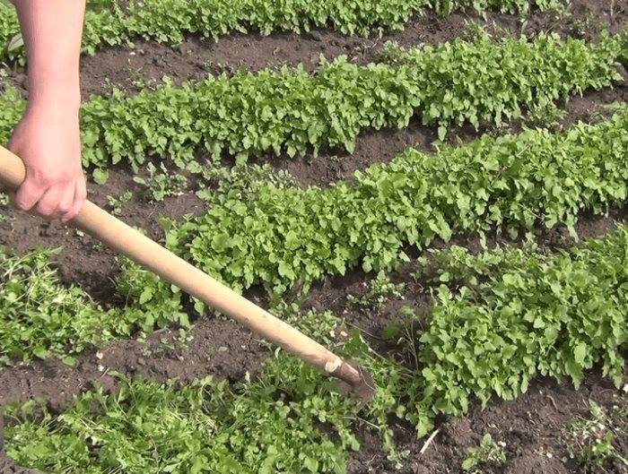 Как применять горчицу в огороде от сорняков и вредителей, посадка как удобрения