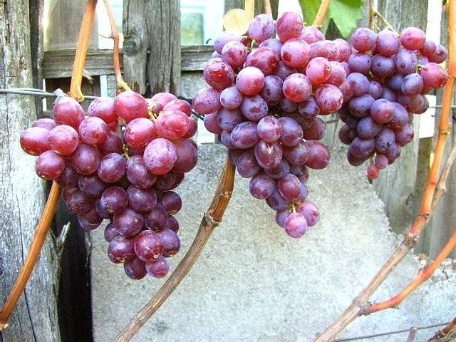 Удивительный сорт винограда низина