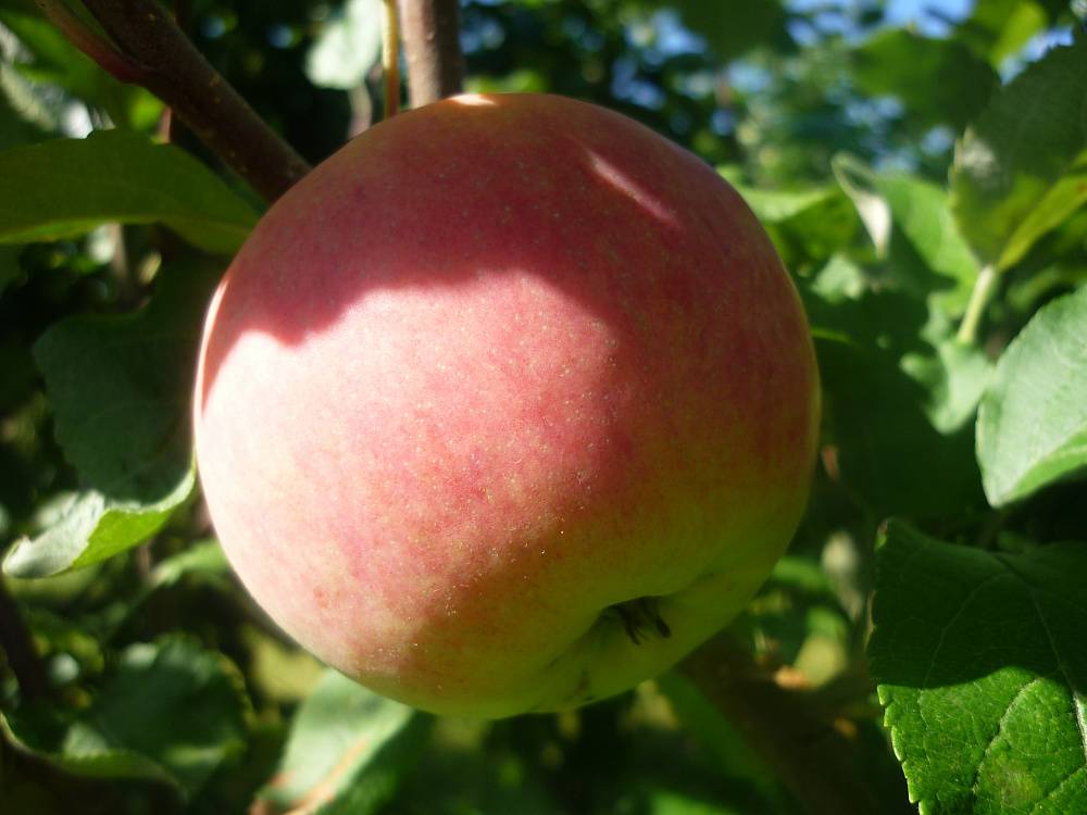 О яблоне ола: описание сорта, характеристики, агротехника, выращивание