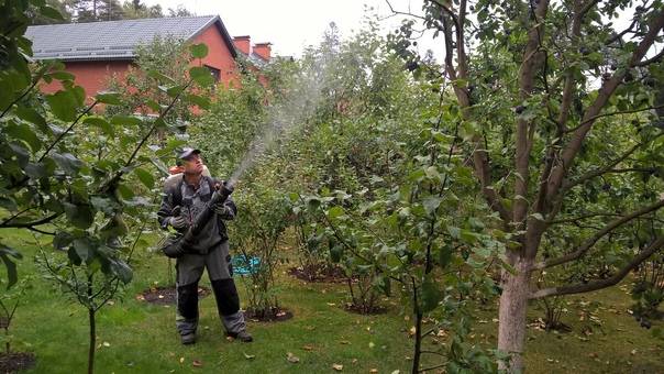 Как поливать плодовые деревья правильно - нормы и способы полива
