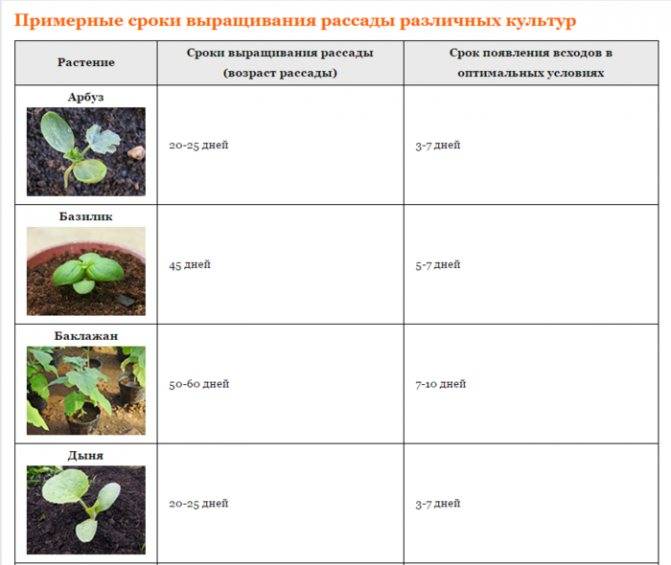 Какие овощные культуры боятся весенних заморозков