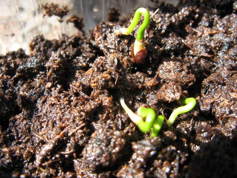 Выращивание туи из семян: секреты и советы