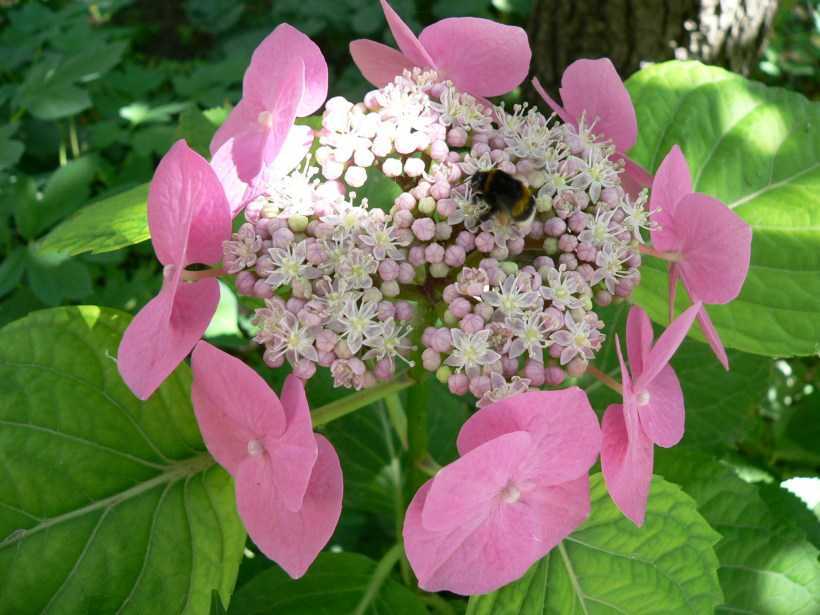Как добиться шикарного цветения гортензии: почему бутоны у растения не распускаются, чем полить цветок, чтобы он зацвёл