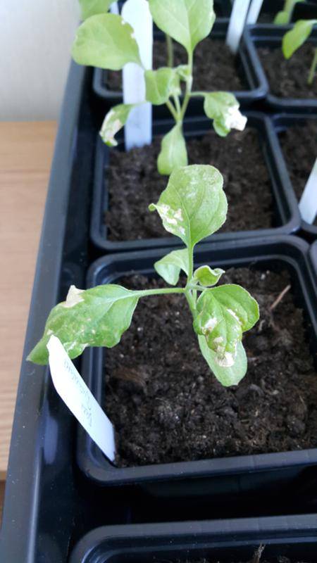 Белеют листья у рассады помидор: причины, способы лечения и возможные последствия для урожайности (115 фото)