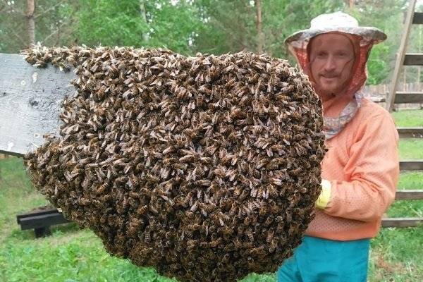 Когда пчелы начинают роиться, предотвращение роения и что делать, если рой уже вышел
