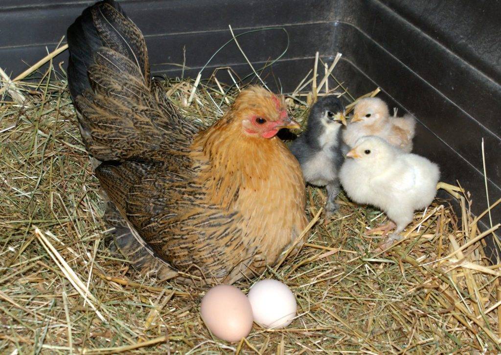 Как отучить курицу садиться на яйца, вывести из состояния наседки