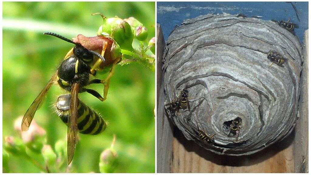 Чем и как отпугнуть ос на природе. чего боятся осы