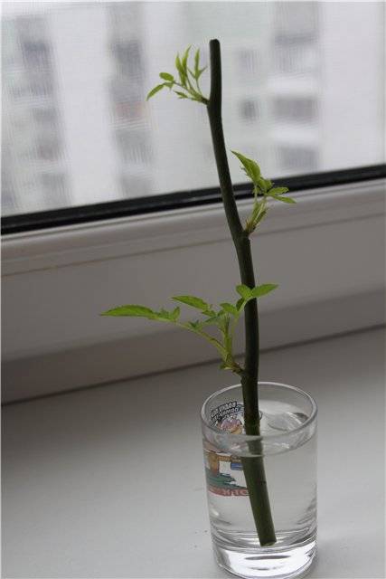 Не выбрасывайте букеты, или как посадить розу, если она дала росток - автор ирина наумова - журнал женское мнение