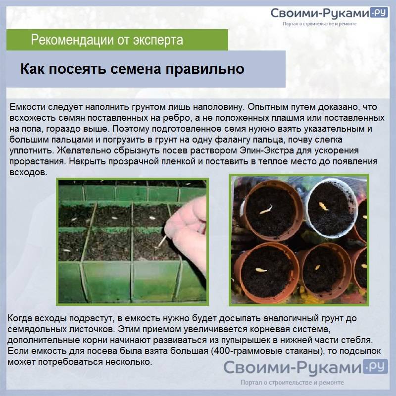 Выращивание огурцов: полная инструкция