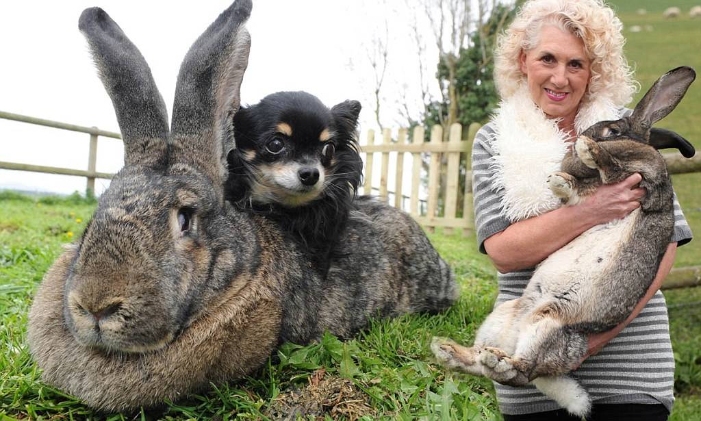 ᐉ самая крупная порода кроликов в мире - zooon.ru