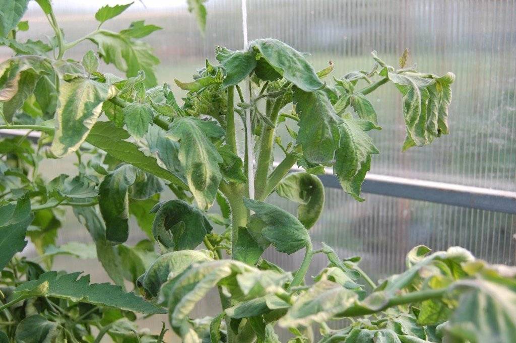 Скручиваются листья у помидоров в теплице, что делать? причины и способы устранения
