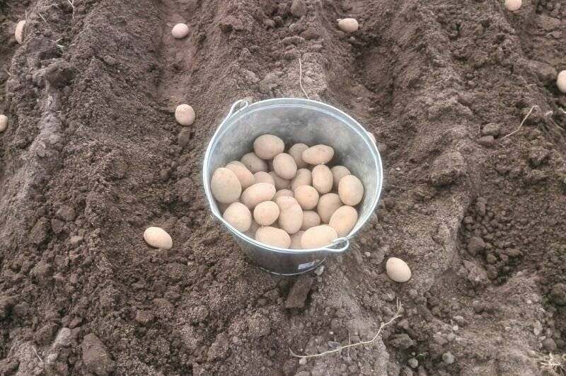Как же все-таки посадить картофель, чтобы был хороший урожай