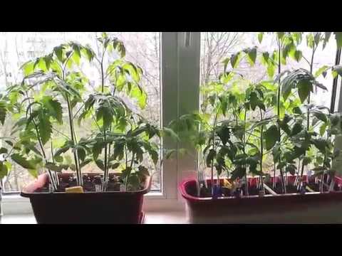Марганцовка для помидоров: эффективность раствора и варианты применения (видео + 125 фото)
