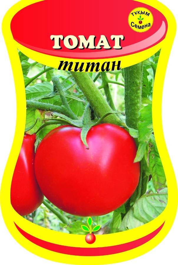 Томат титан: высокоурожайный сорт, дающий 4,5–8 кг плодов с куста