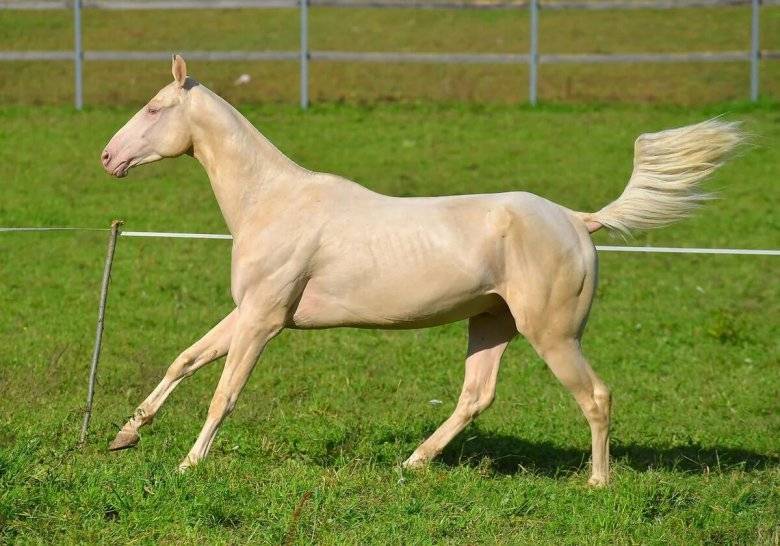 ᐉ лошади изабелловой масти: особенности окраса - zooon.ru