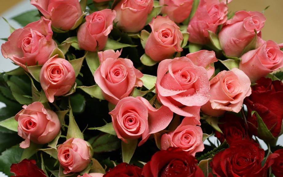 Сорта роз: список с описанием, названия самых ароматных роз, описание лучших новых сортов, какие бывают белые виды (фото-каталог)