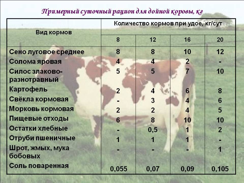Сколько сена нужно корове в день, зимой и на год?