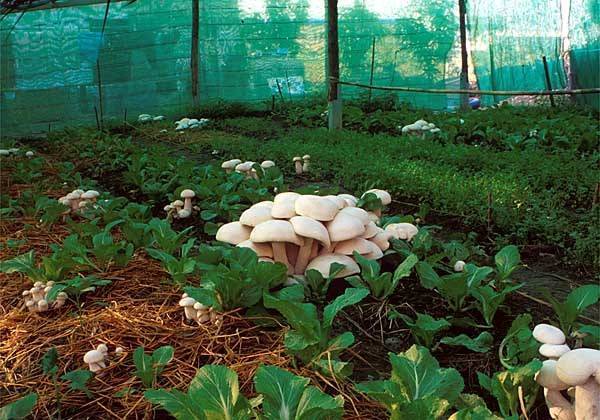 Как выращивать лесные и культурные грибы на даче