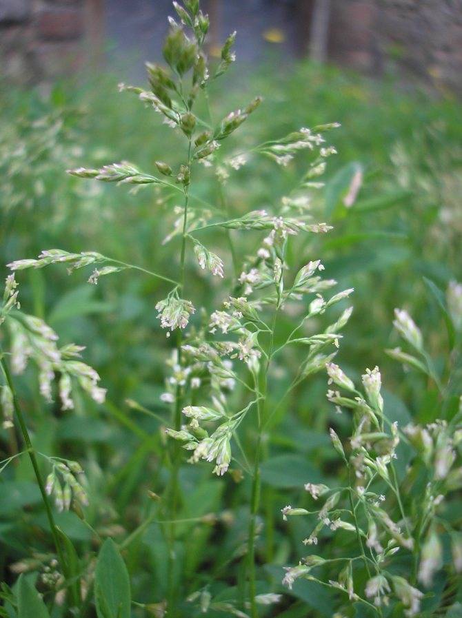 ✅ газонная трава мятлик луговой, описание растения - сад62.рф
