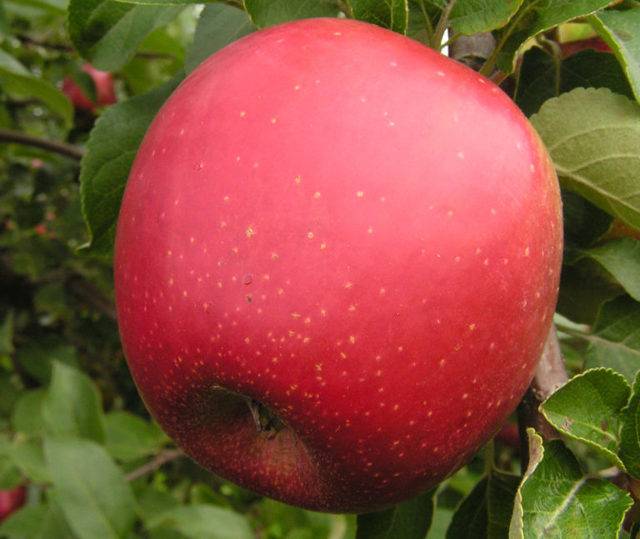 Описание сорта яблони коваленковское