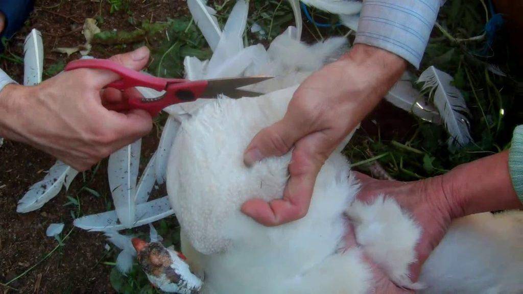 Как правильно подрезать крылья курице, чтобы она не летала: необходимые инструменты, техники обрезания и безопасности