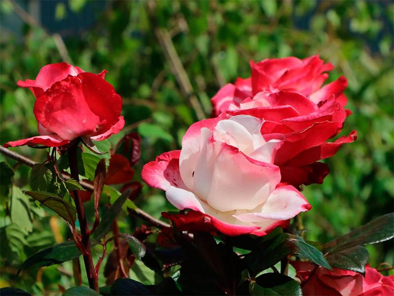 Сортовые характеристики и выращивание двухцветной розы ностальжи