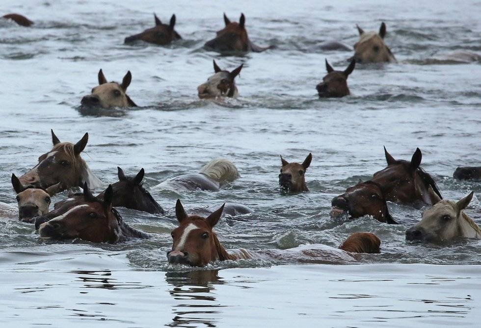 Умеют ли лошади плавать и нужно ли их обучать?