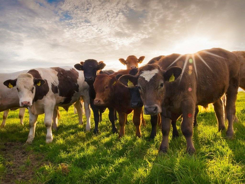Мясной скот в россии - разведение крупного рогатого скота мясных пород