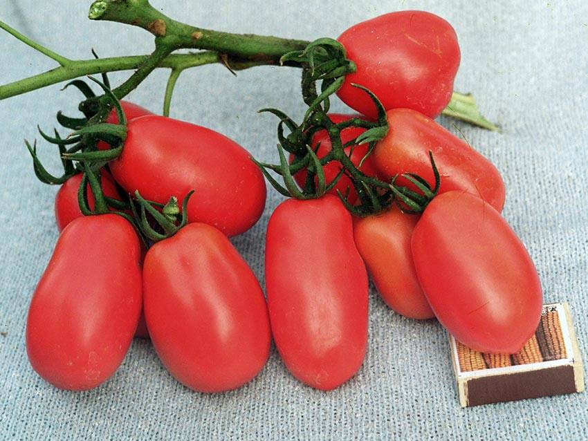 О томате Самара: описание сорта, характеристики помидоров, посев