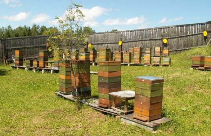 С чего начать разведение пчел и как их содержать?