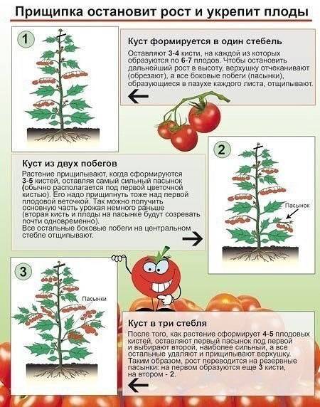 Когда и как прищипывать помидоры