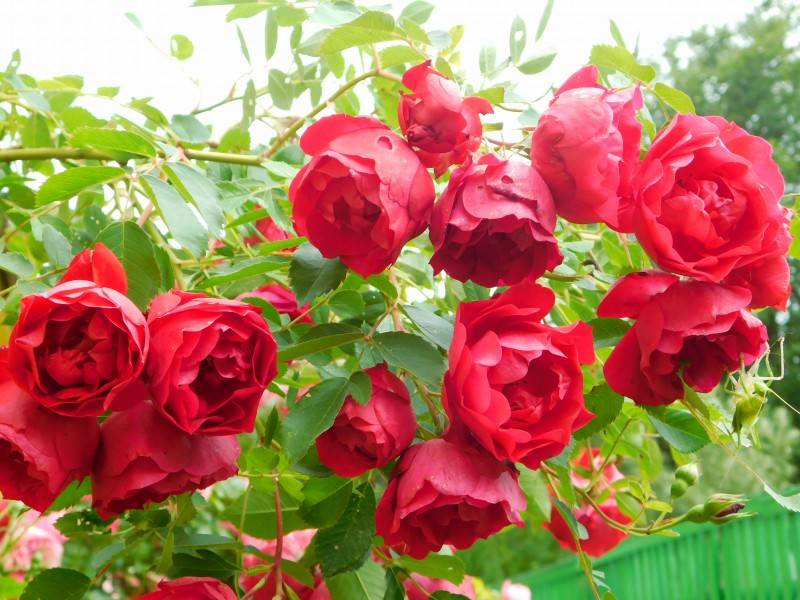 О розе Adelaide Hoodless: описание и характеристики, выращивание канадской розы