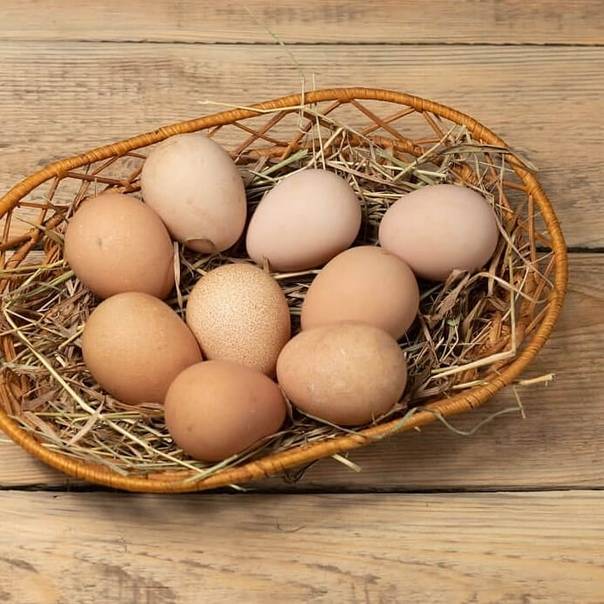 Яйца цесарок: влияние на человека, отличие от куриных | наши птички